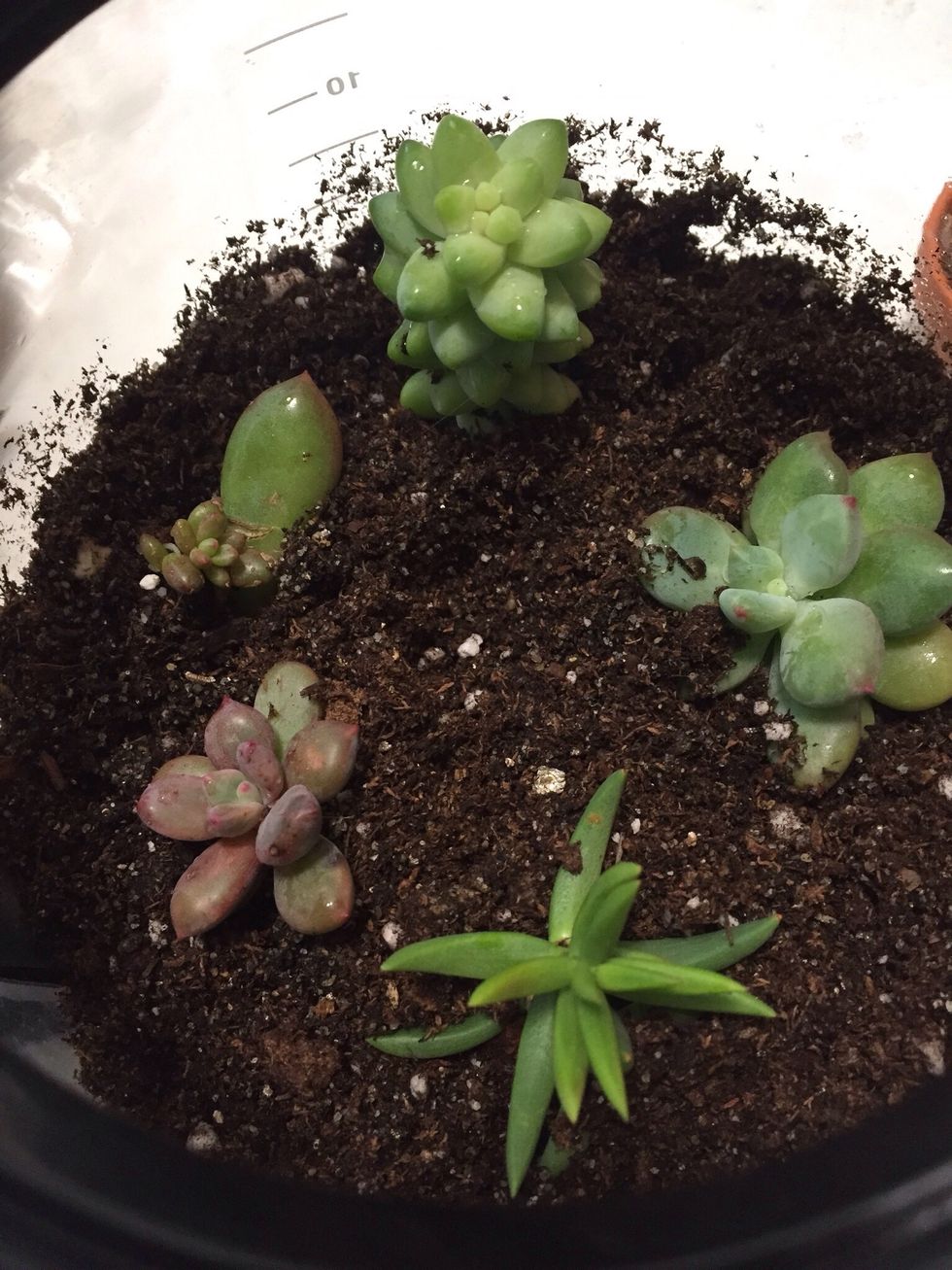 Plant the succulents, cover roots, tap down gently.