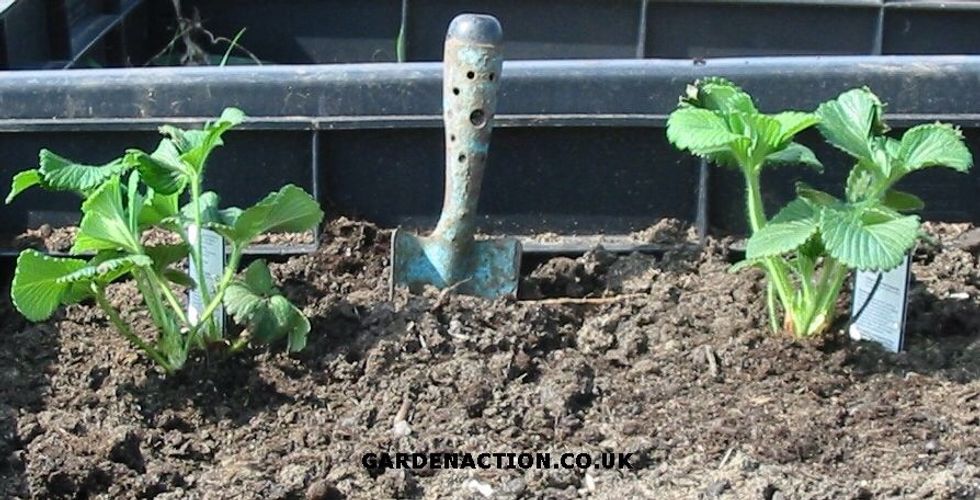 Plant them 35cm apart and 35cm between rows