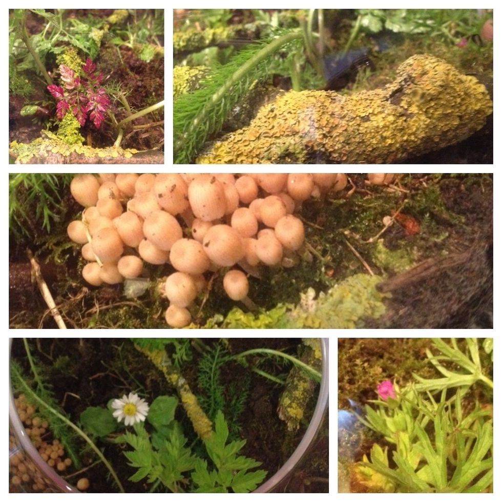 Plant till you have the garden looking how you want it.