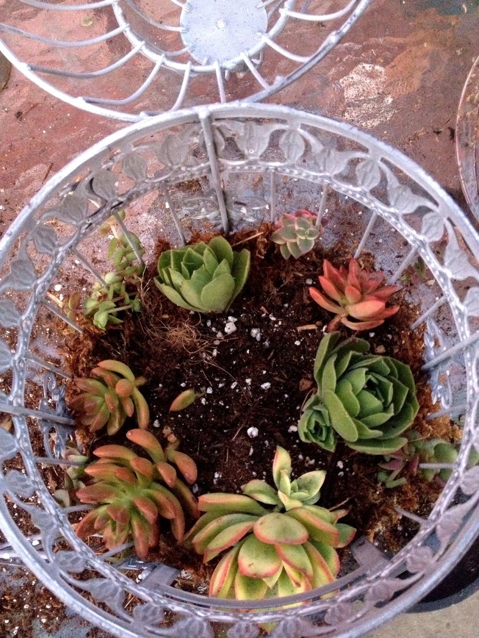 Plant your larger succulents first.