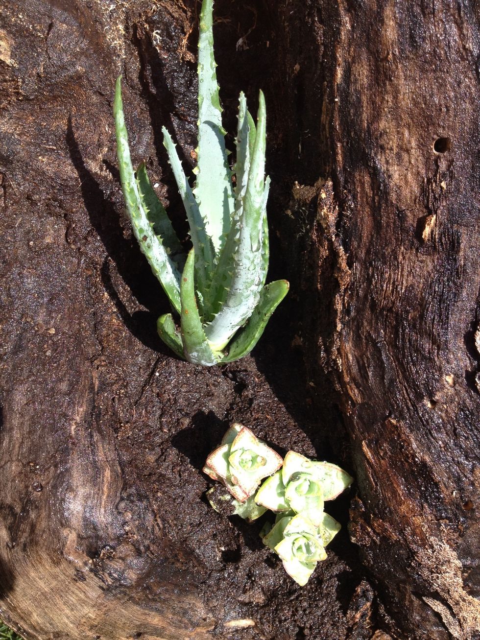 Plant your succulents.