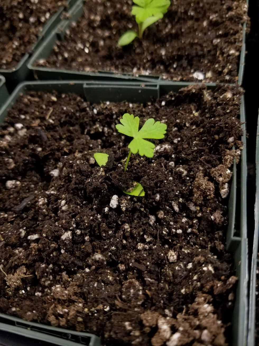 Planting the seedlings is important; if they are buried incorrectly, it will affect how they grow. In this picture, a seedling is buried too deep in the soil. This is the wrong way to transplant them.