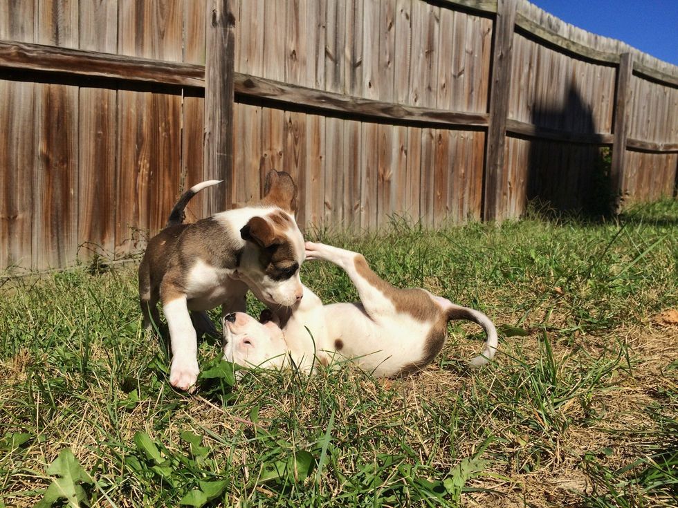 Play time is important to use up their energy and shape how they interact with other dogs.