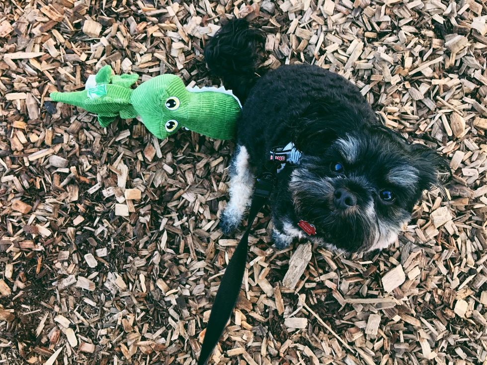 Play time! Make sure your pup has plenty of toys and has the time to go outside and run.