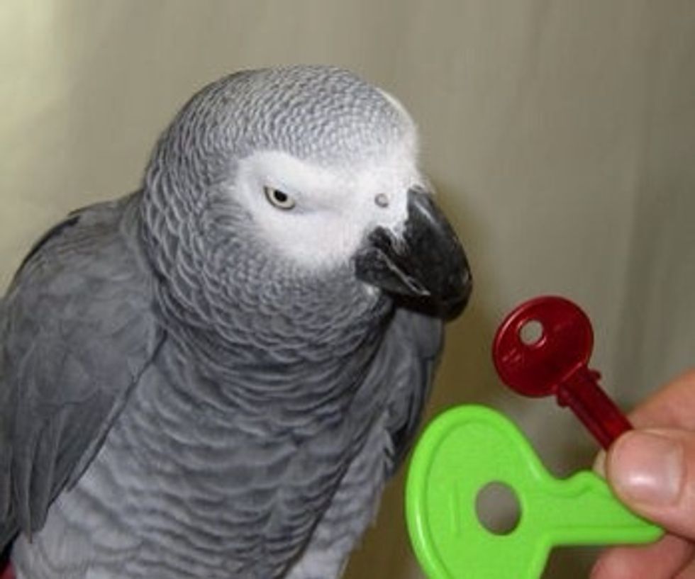 Play with him everyday, this kind of parrots doesn't like to stay alone.