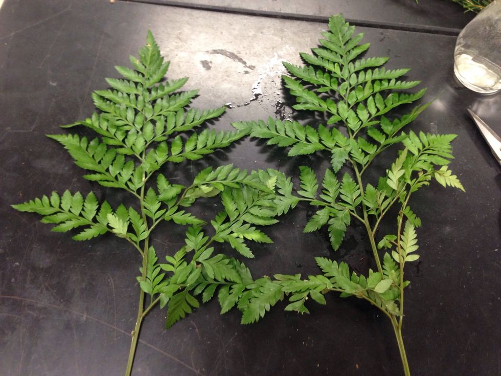pluck off bottom leaves of bakers fern