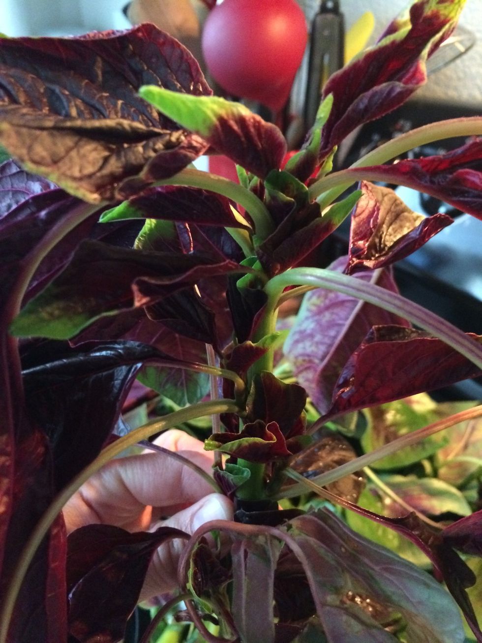 Pluck the leaves from the stem. The main stem is not editable and will take up unnecessary room.