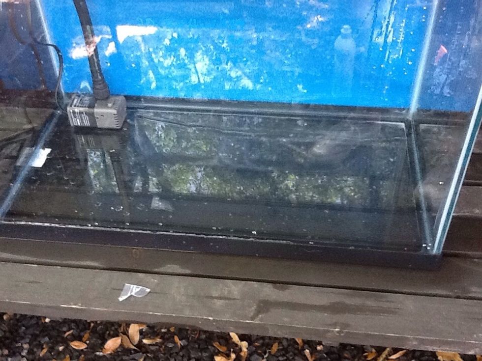 Plug in you air pump and connect a tube and a air stone to it.Place the air stone is the tank and fill you tank with water.