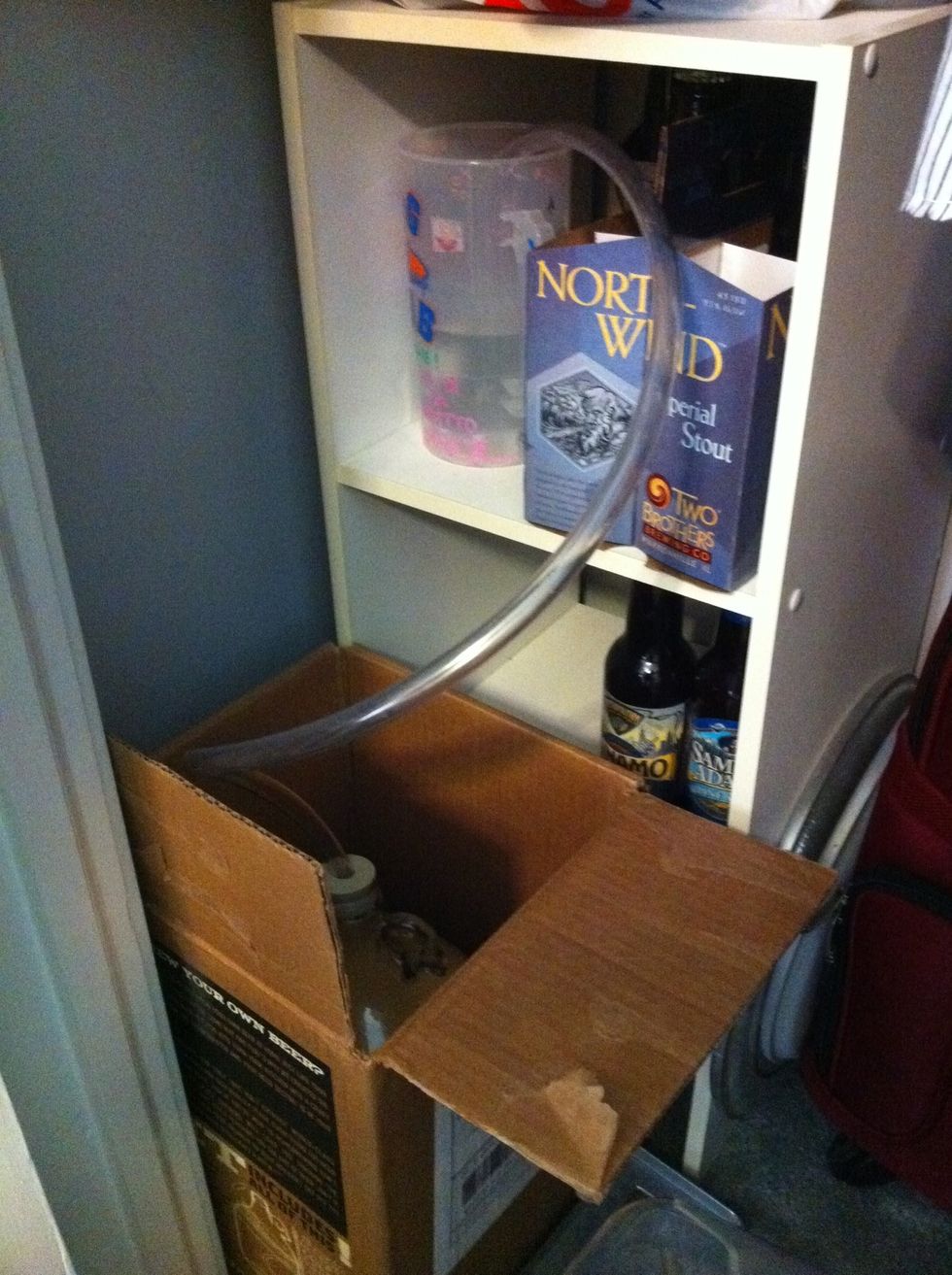 Plug the jug with your rubber stopper and add the blow off tube. Place the carbouy in a dark cool place and put the other end of the tube into a cup filled with sanitizer.