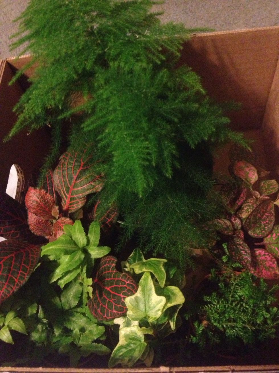 Plumosa fern (top back), nerve plant (red, also comes in white), brake fern (bottom left), English ivy (middle bottom), club moss (bottom right), pink polka dot plant (right).