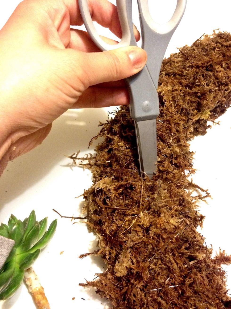 Poke a hole in the moss wreath and insert a succulent cutting.