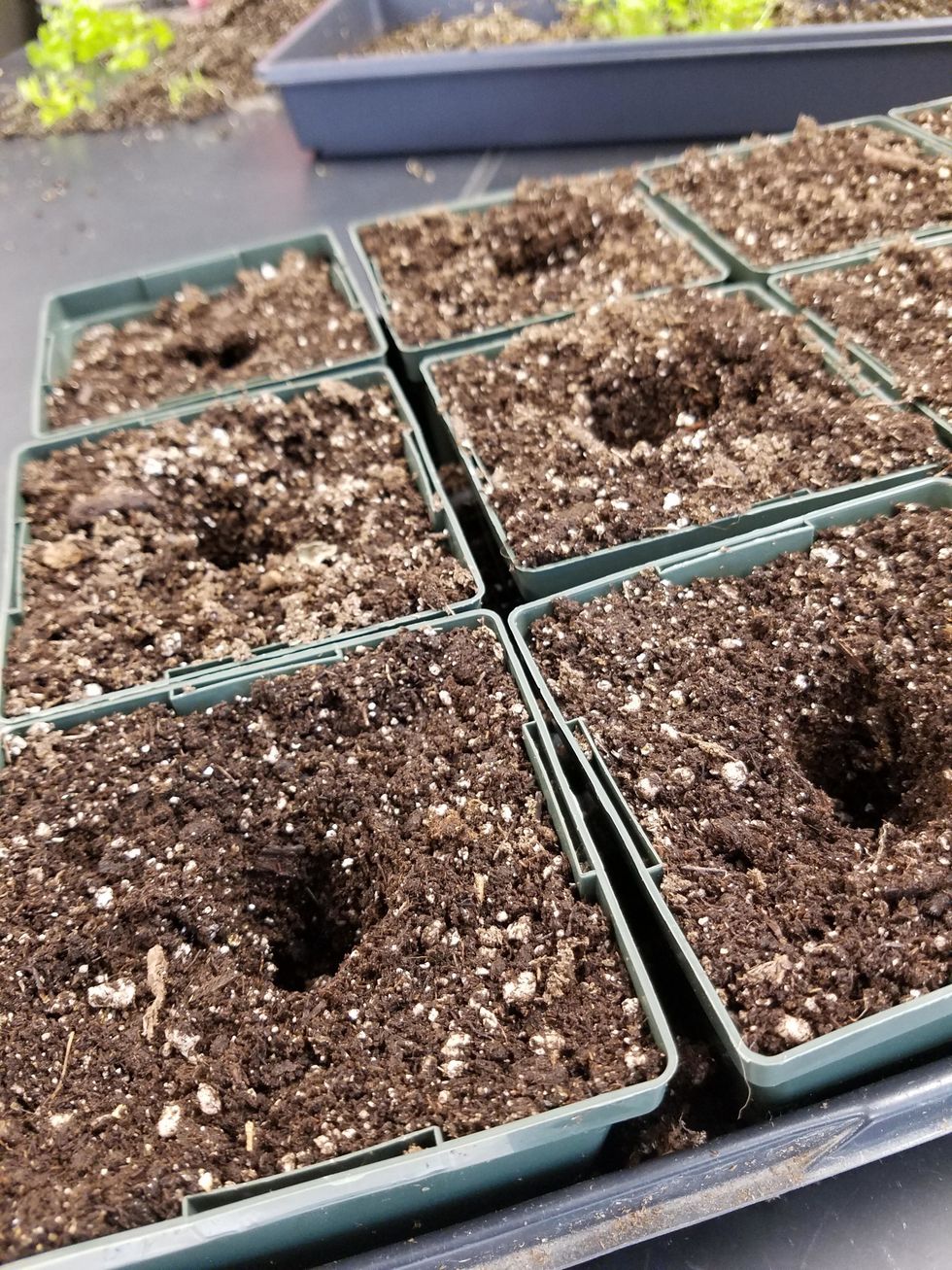 Poke holes in the soil for the seedlings to be transplanted in. It is important to make sure the holes are directly in the center of the pot.