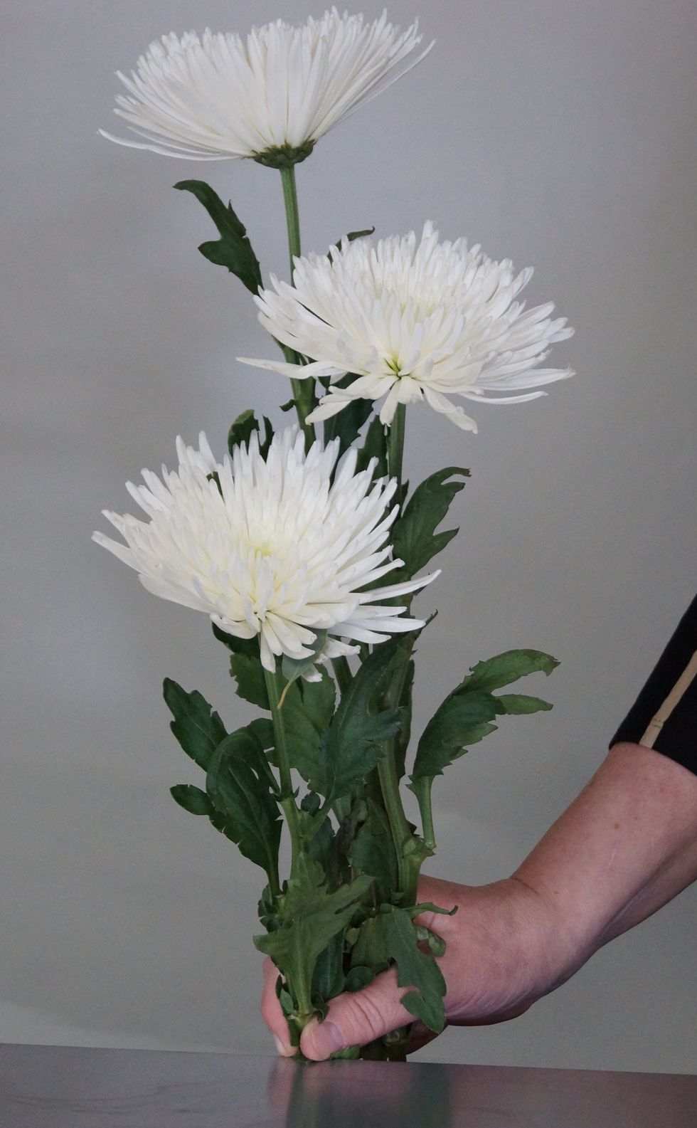 Position three flowers in your hand at various heights. Cut to fit in the vase.