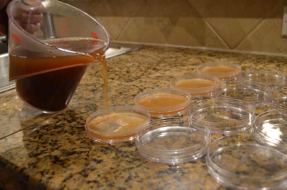 Pour mixture into Petri dishes, 1/3 to 1/2 full. You have enough mixture for 20 to 30 dishes. Feed leftover to your little brother.