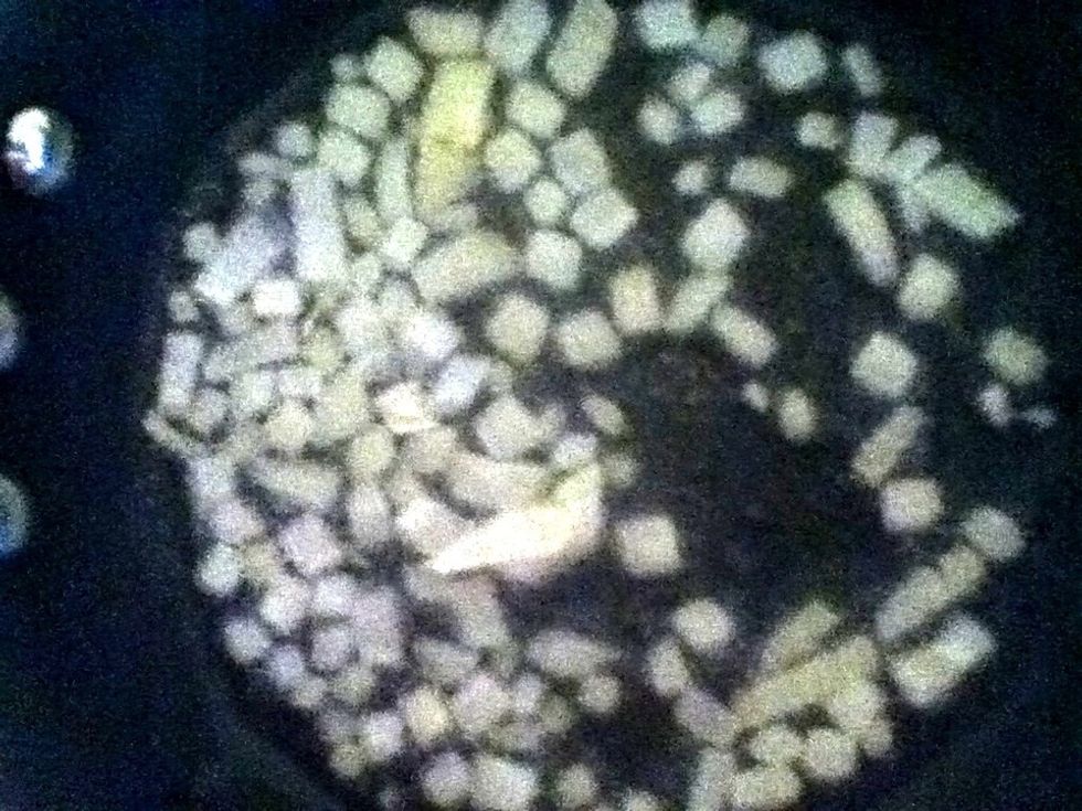 Pour some onion bits in there.