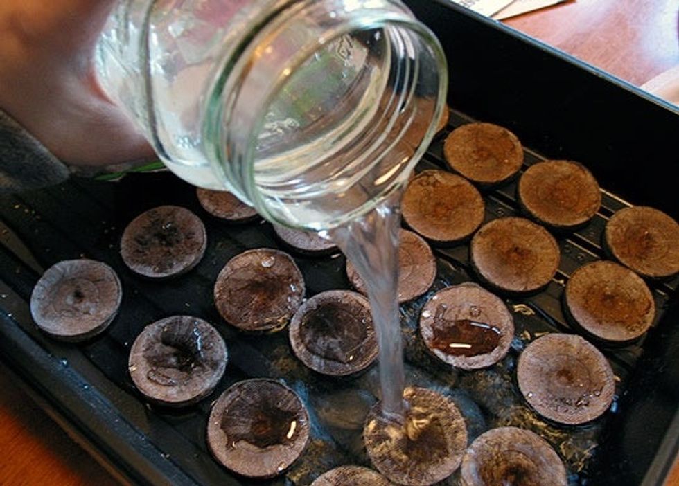 Pour warm water over them - they will expand in seconds! Open up/stretch/rip the tops so you can plant the seeds.