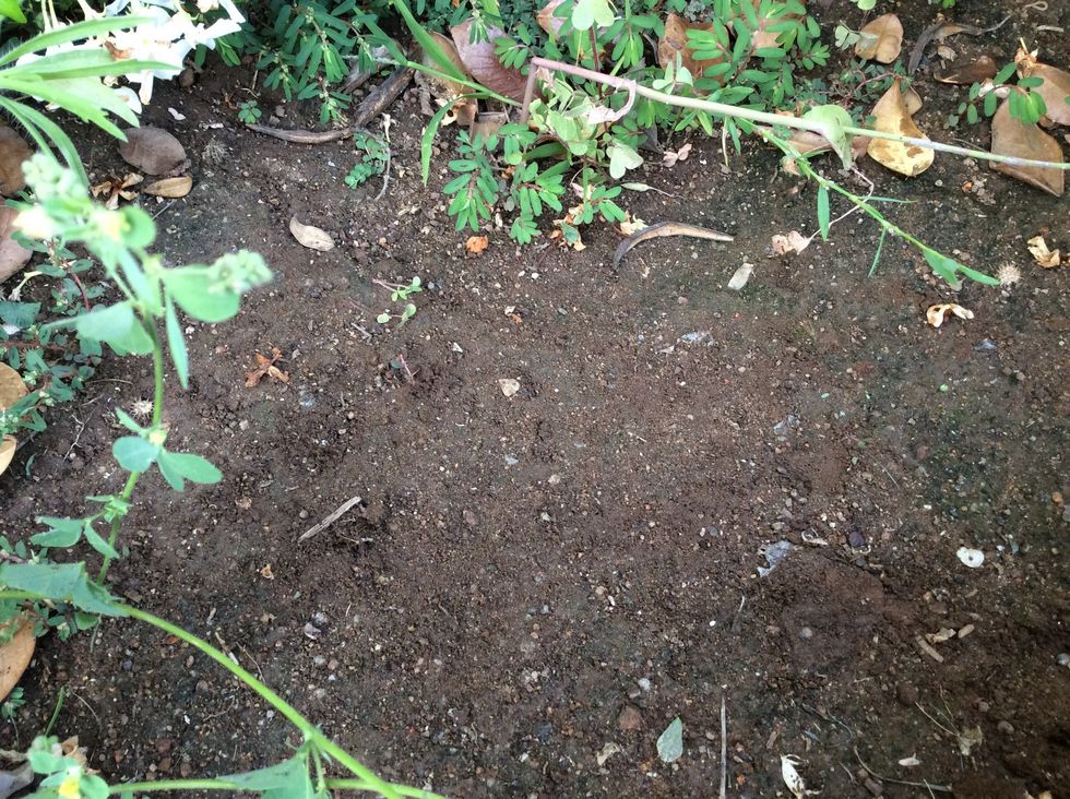 Prepare a spot to plant your flower