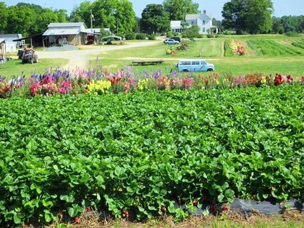Prepare a weed-free site that gets 8 to 10 hours of strong sunlight a day. Well-drained soil with a pH around 6.0 to 6.2 is ideal.