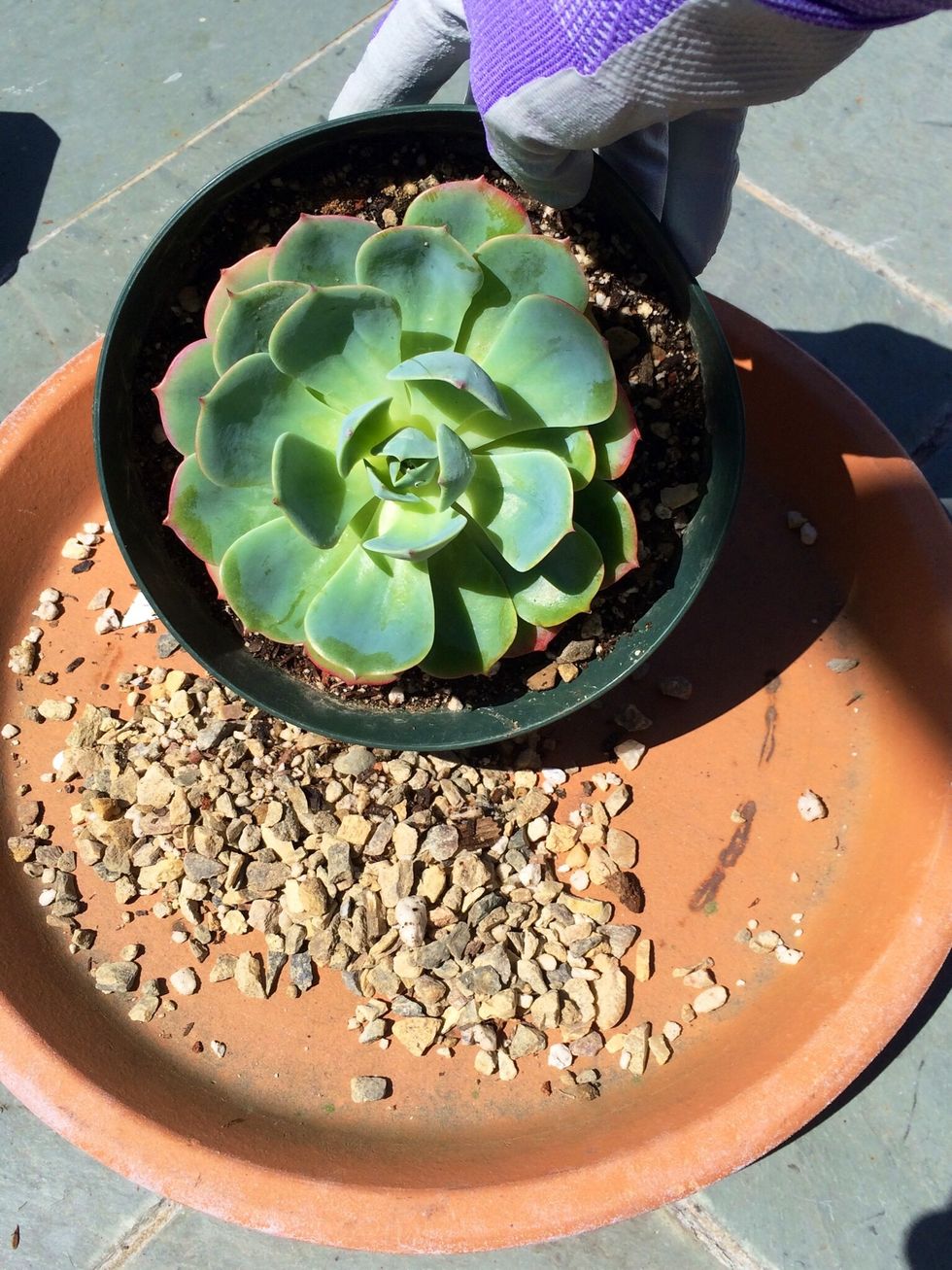 Prepare to re-pot your succulents. I chose the biggest plant to "anchor" the rest of my garden layout. Before taking the plant out of its starter pot remove the decorative rocks. Set the rocks aside!