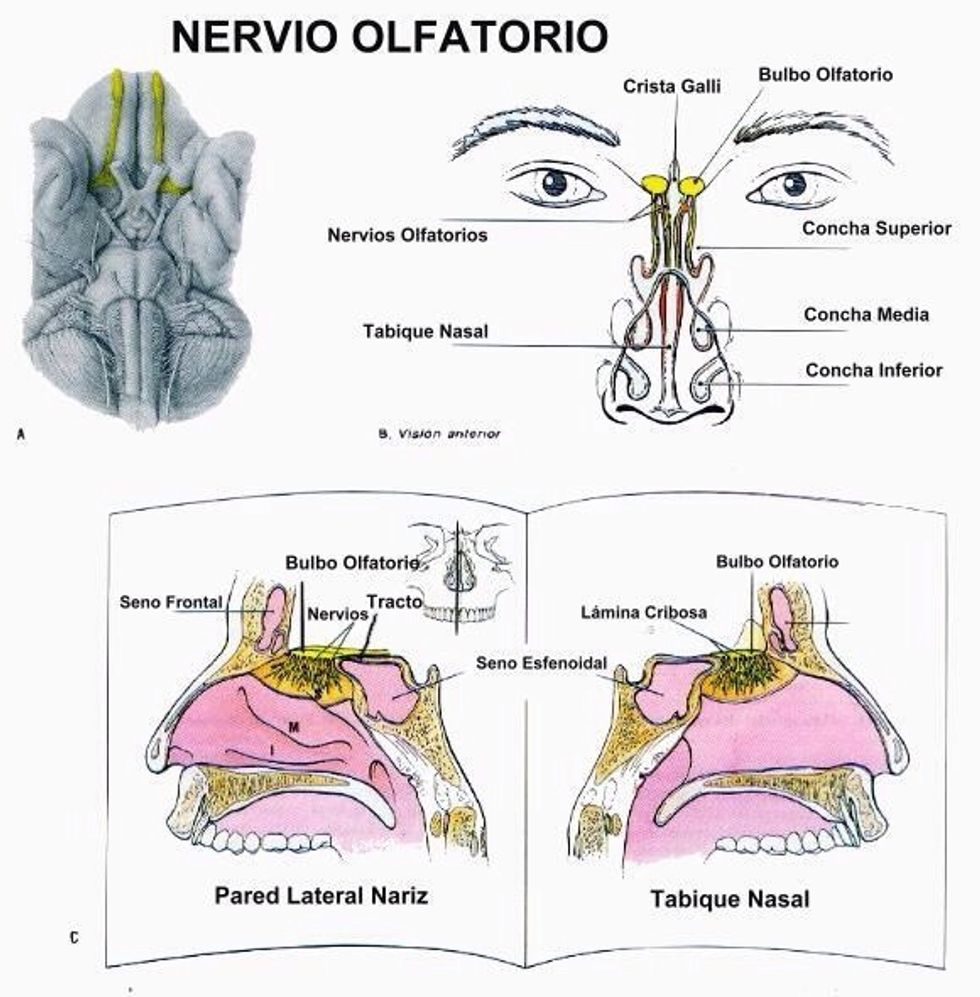Presente olores familiares y asegurese de que sea identificado por cada fosa nasal.