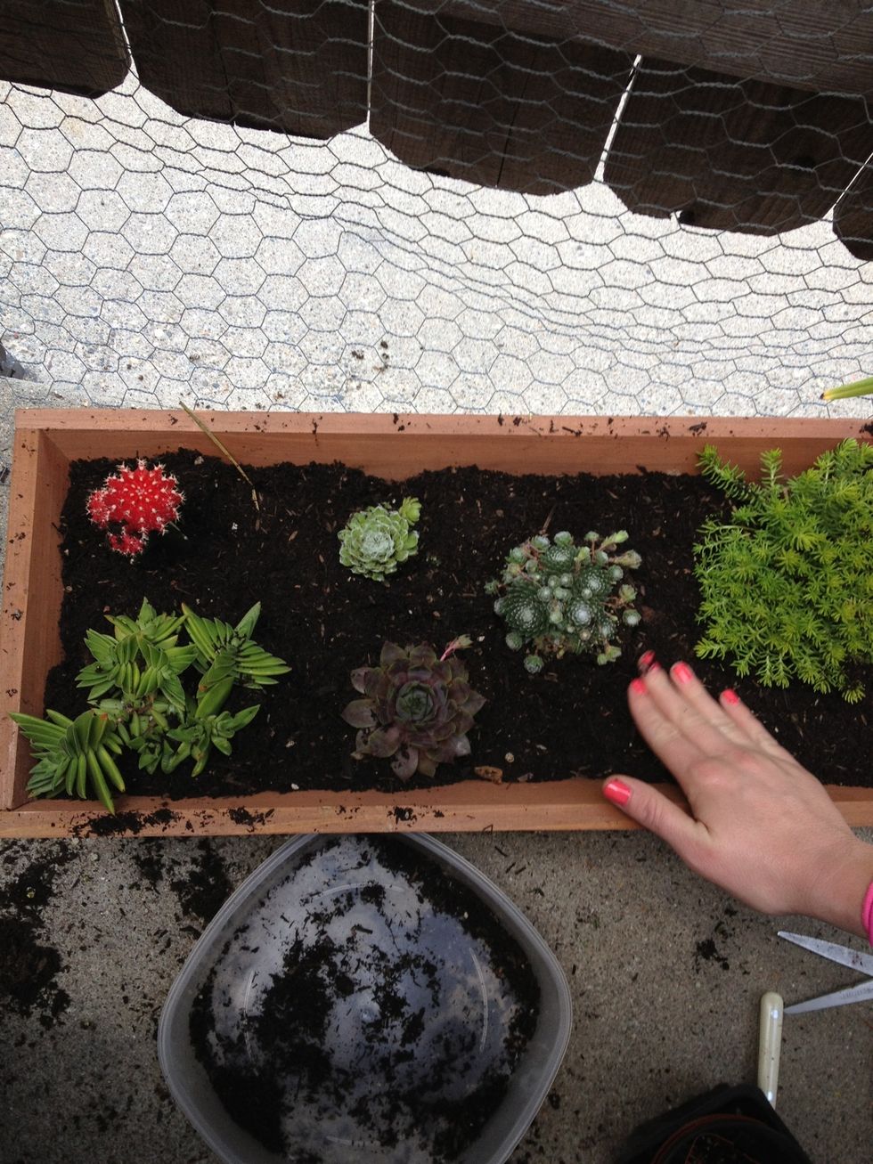 Press down around the base of each plant to keep in nice and secure so that they may root.