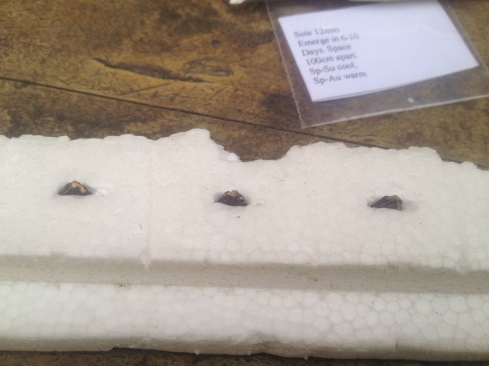Press seeds into the holes with the sprouting area exposed. My seeds are watermelons, so I plant them round side in first
