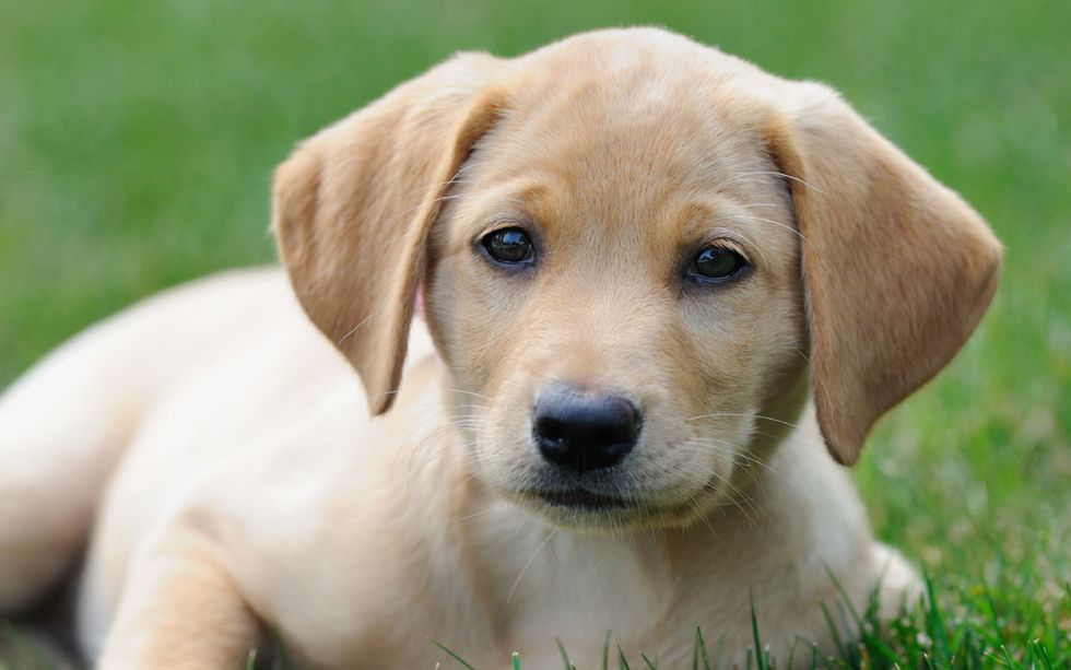 Prevention Of Mange : The only way to prevent dogs from getting infected from mites is to keep them away from dogs or people who are infected with external parasite.
