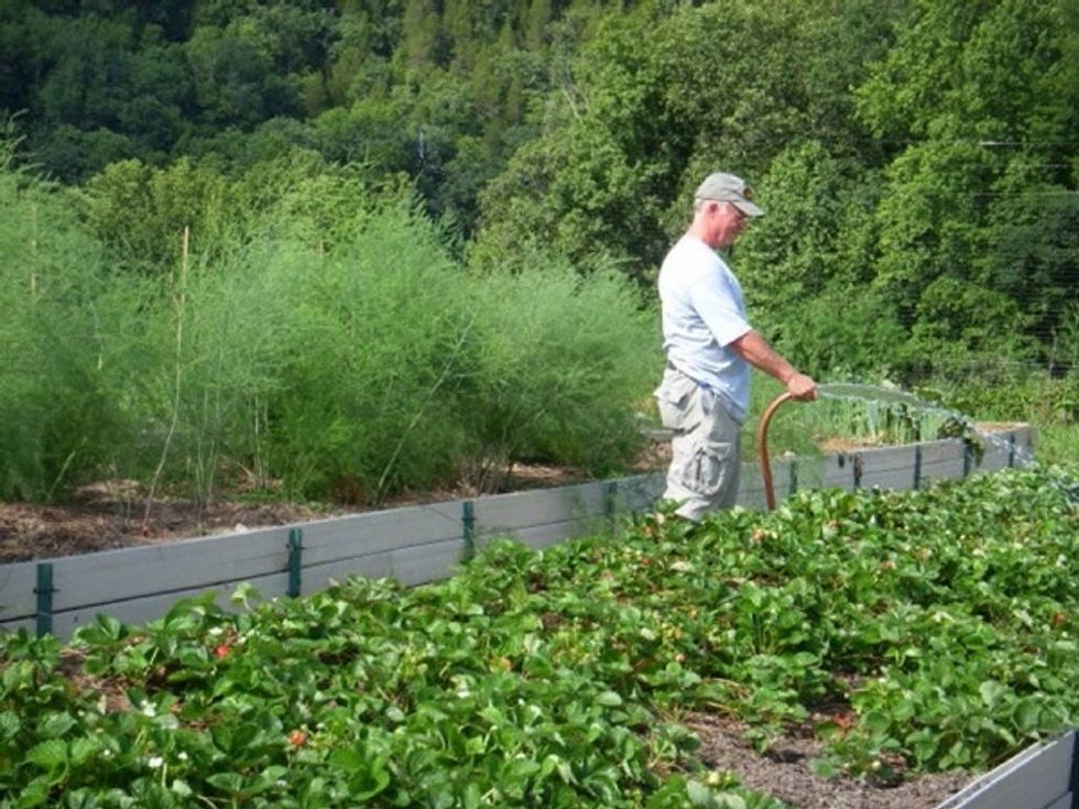 Provide 1 inch of water per week at the root zone.