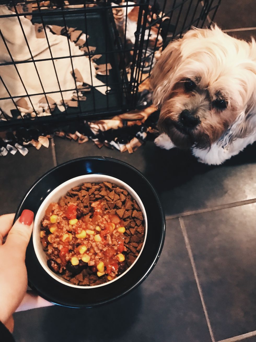 Provide your dog with nutrient rich and yummy foods!