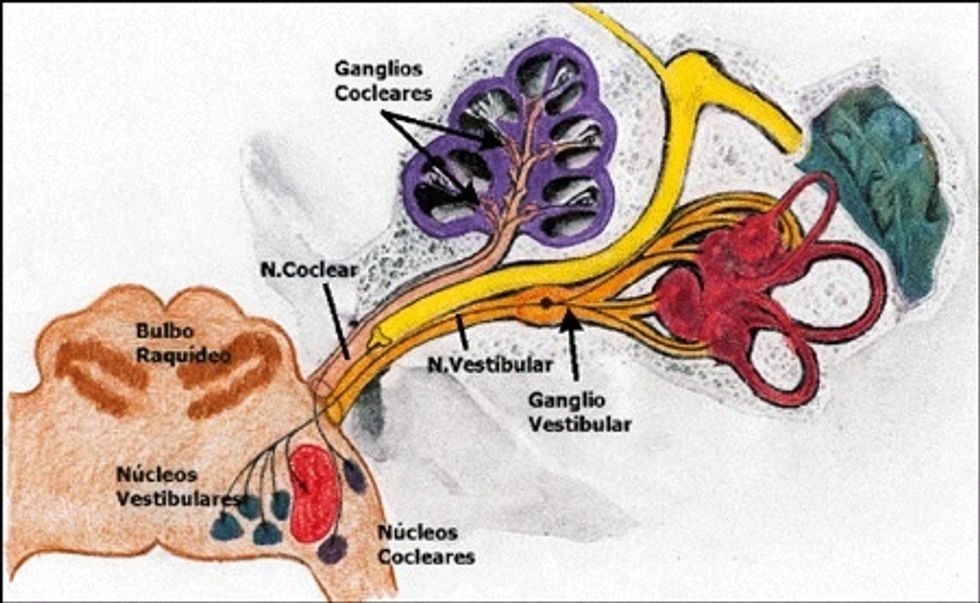 Prueba del susurro... Conducci\u00f3n o neurosensitiva