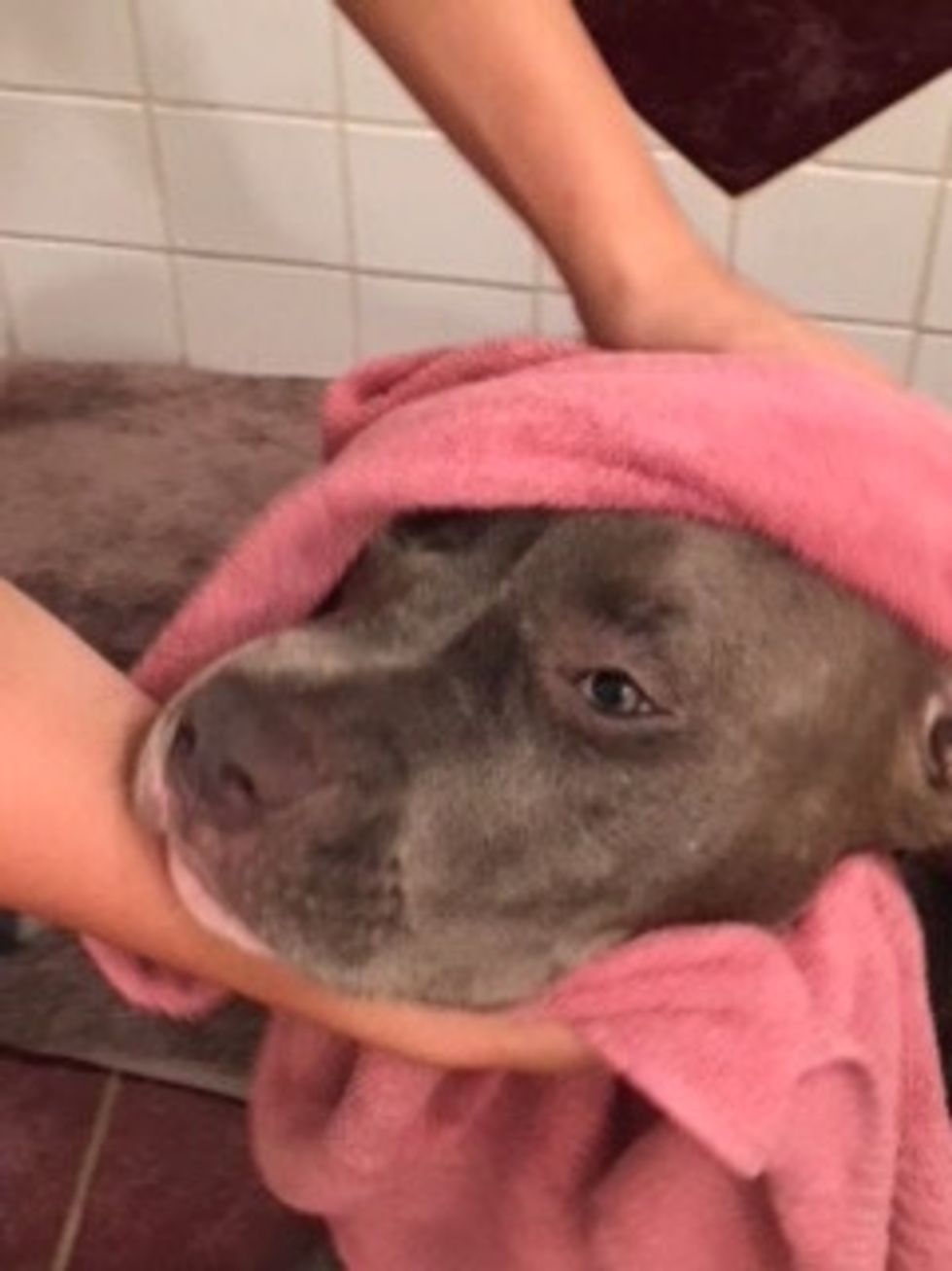 Pull dog out of bath and begin to dry.