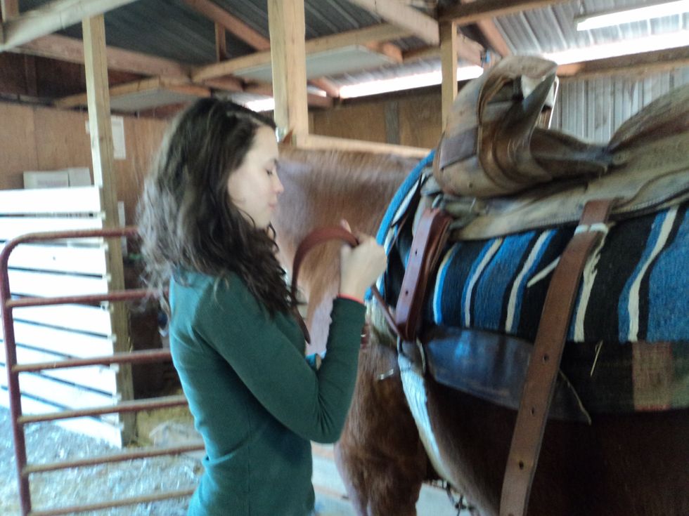 Pull the latigo up through the girth and adjust the saddle to the horses width.
