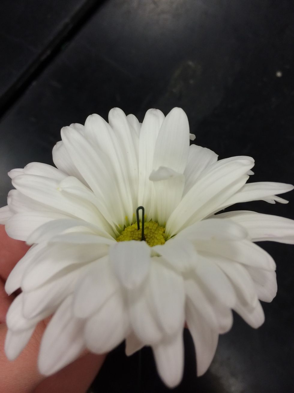 pull the wire from the bottom all the way thorough the stem