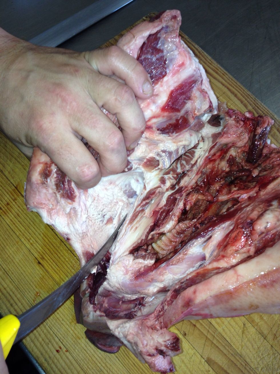 Pulling the the pig's face away while boning so you can see what your doing