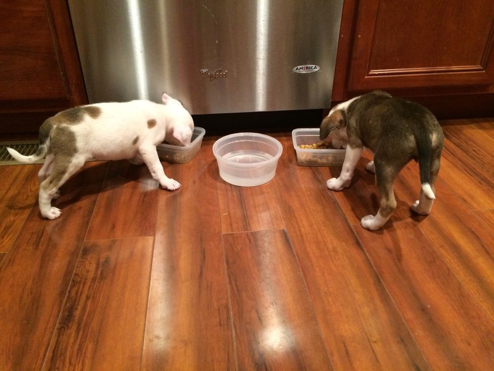 Puppies should be fed 2-3 times a day, starting at 1 cup each per day and building up to 1 1/2 cups.