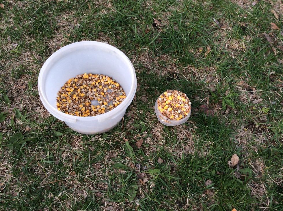 Put 2 cups of Standard Pigeon Feed In the container.