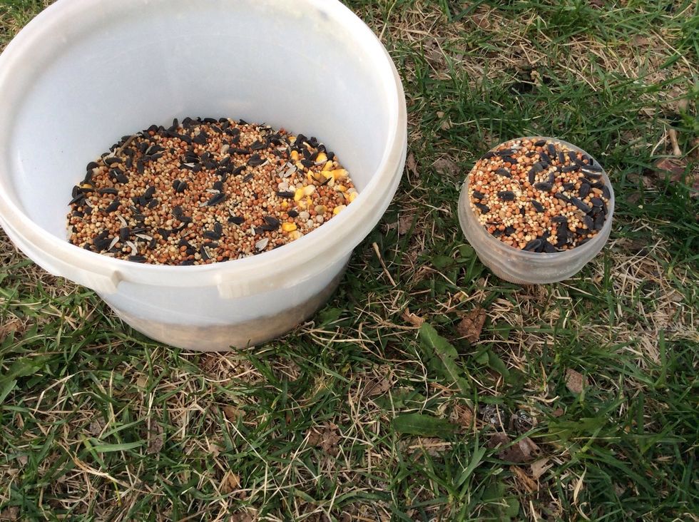 Put 2 cups of Wild Bird Seed in the container.