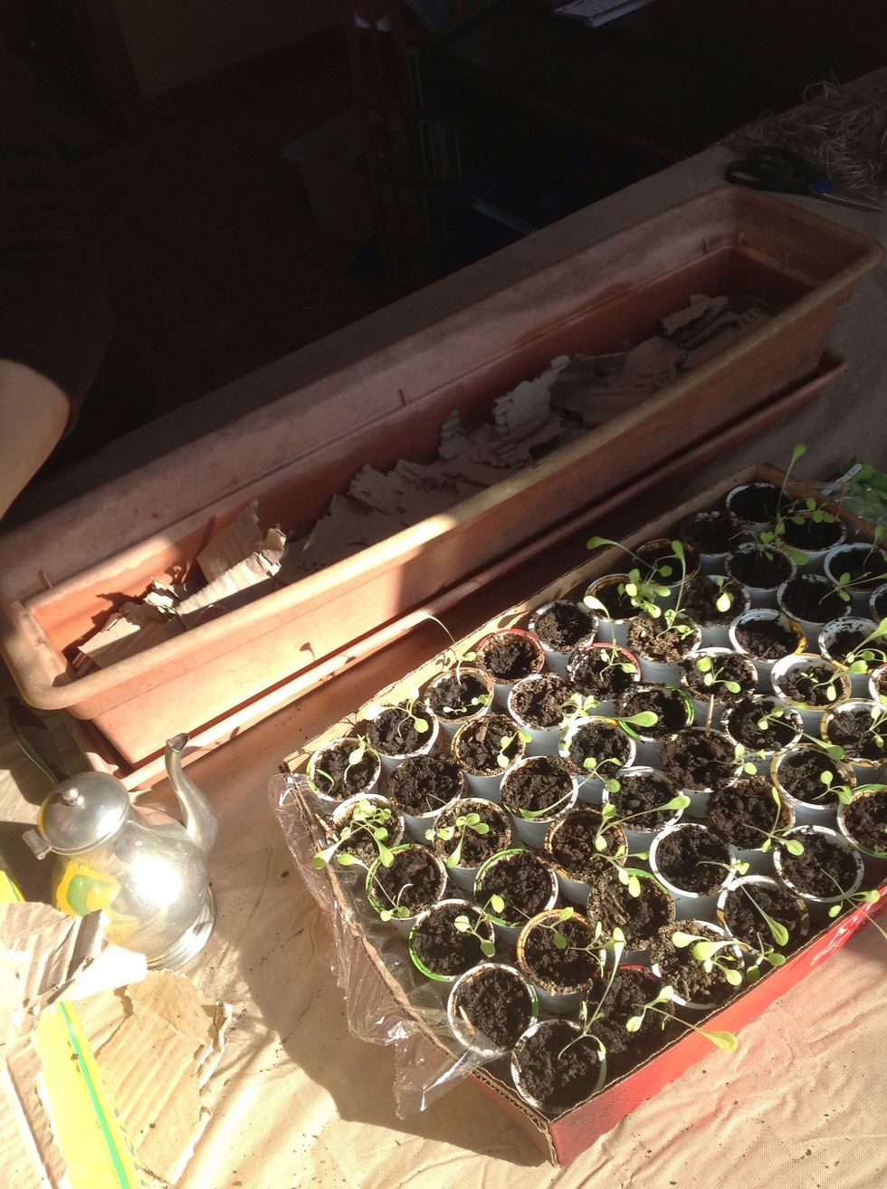 Put a thin layer of cardboard at the bottom of your window box, if it were outside this step would be to prevent weeds but since it's inside we're using it to lighten the weight of the box.