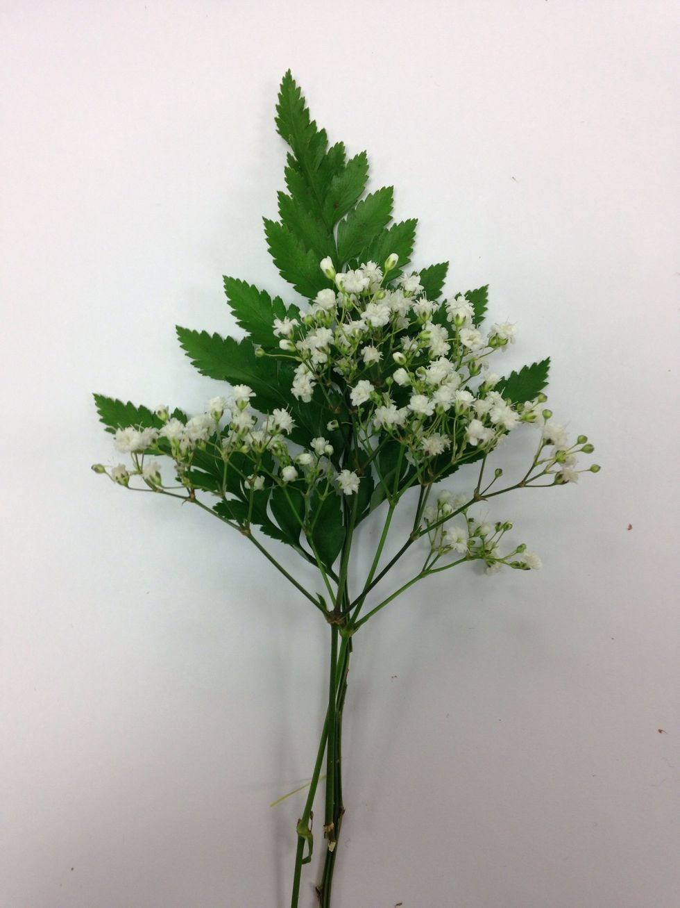 Put bakers fern and baby's breath together.