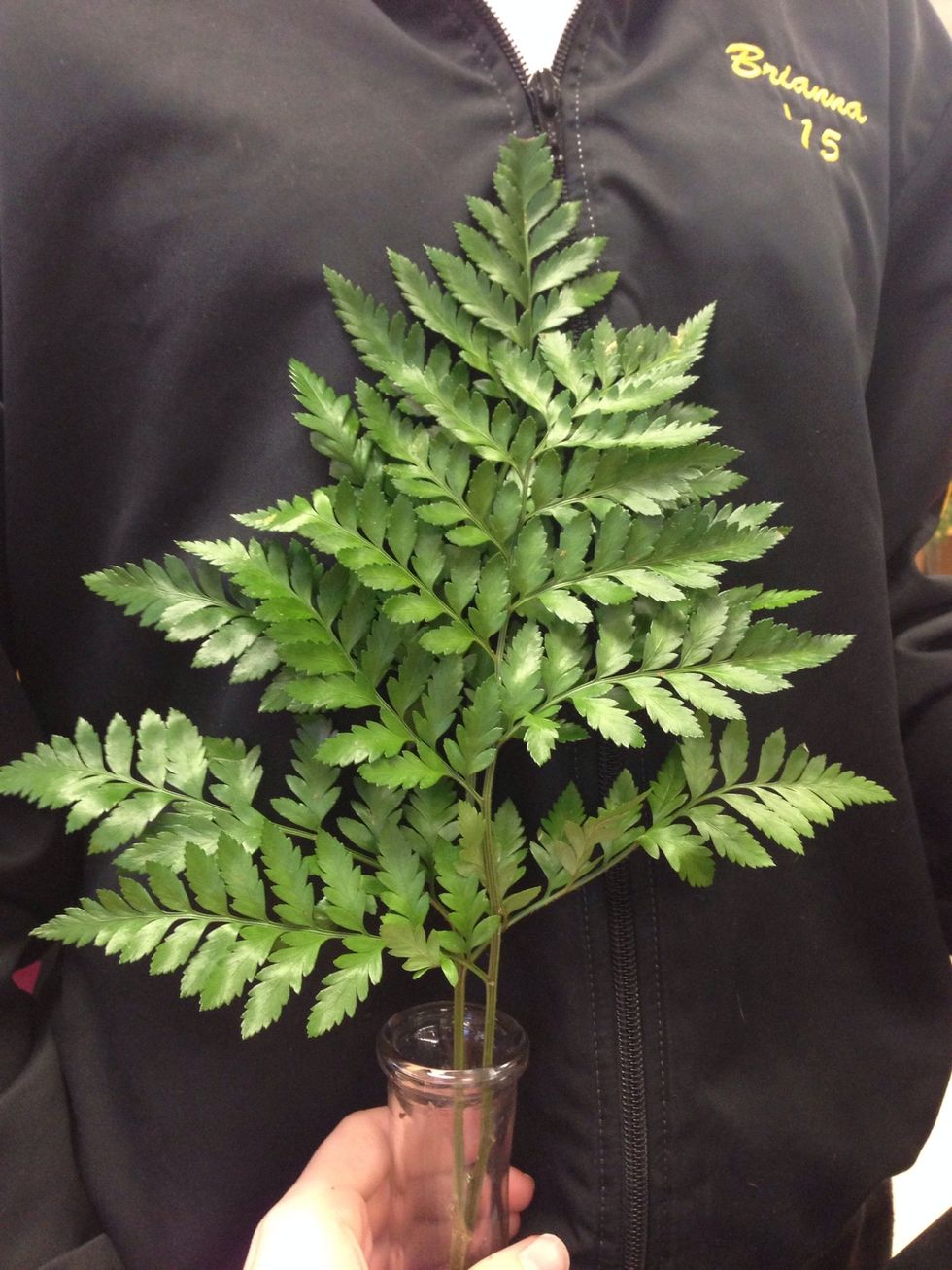 put bakers fern in budvase