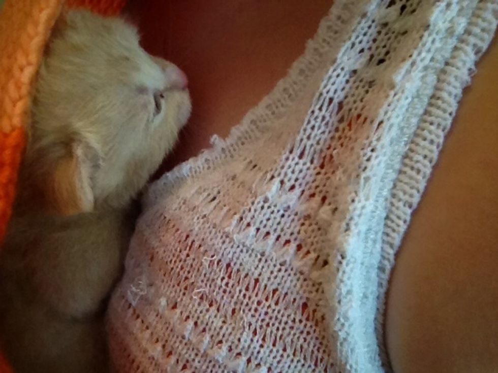 Put it in the 'Kitty Bjorne'