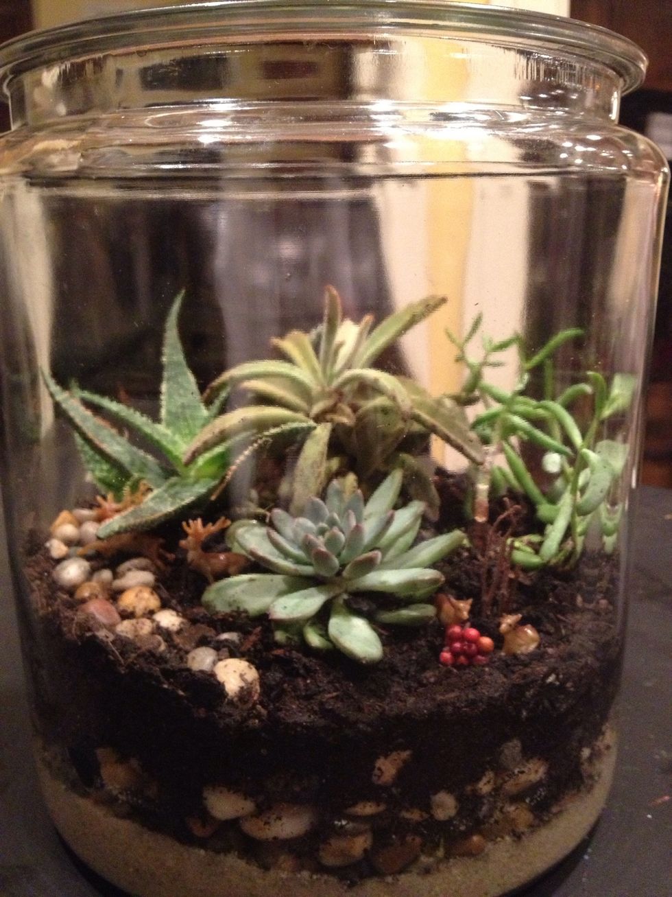 How to make a terrarium garden of succulent plants - B+C Guides