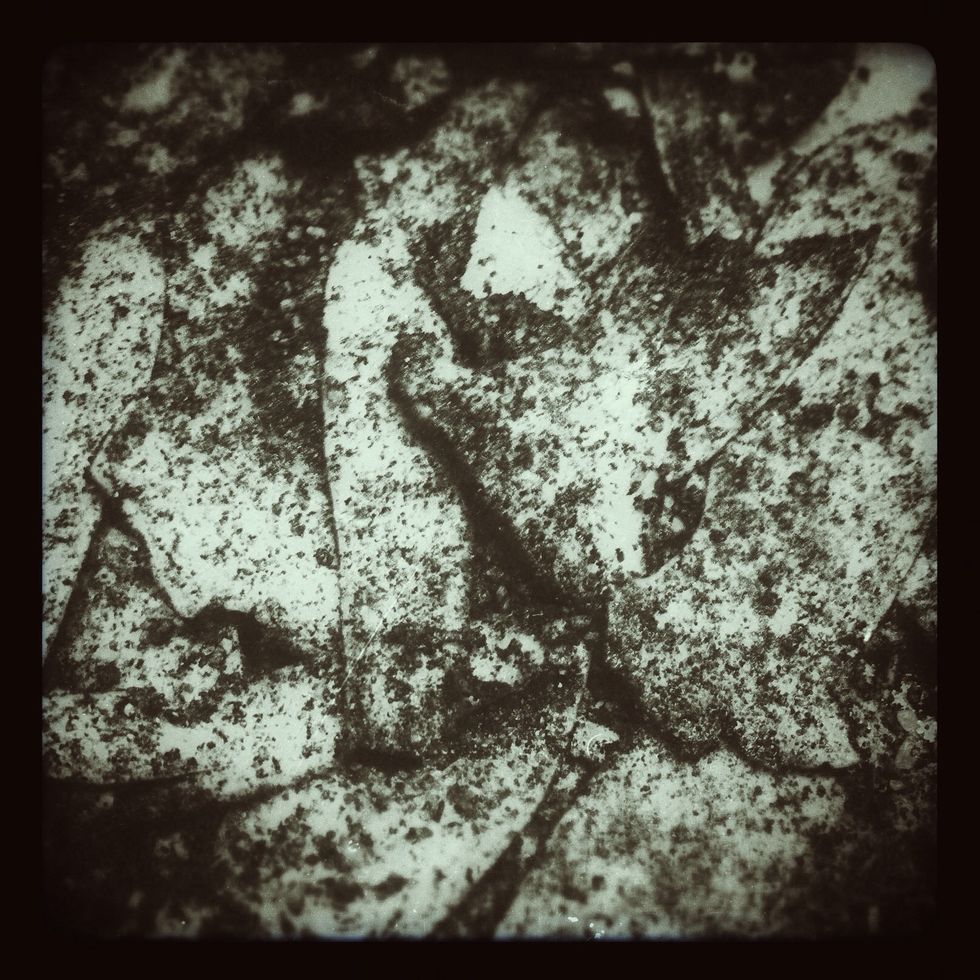 Put mushroom slices in a medium-sized bowl & coat well with grapeseed oil. Mix in the seasoning blend. Set aside for around 15 minutes to set.