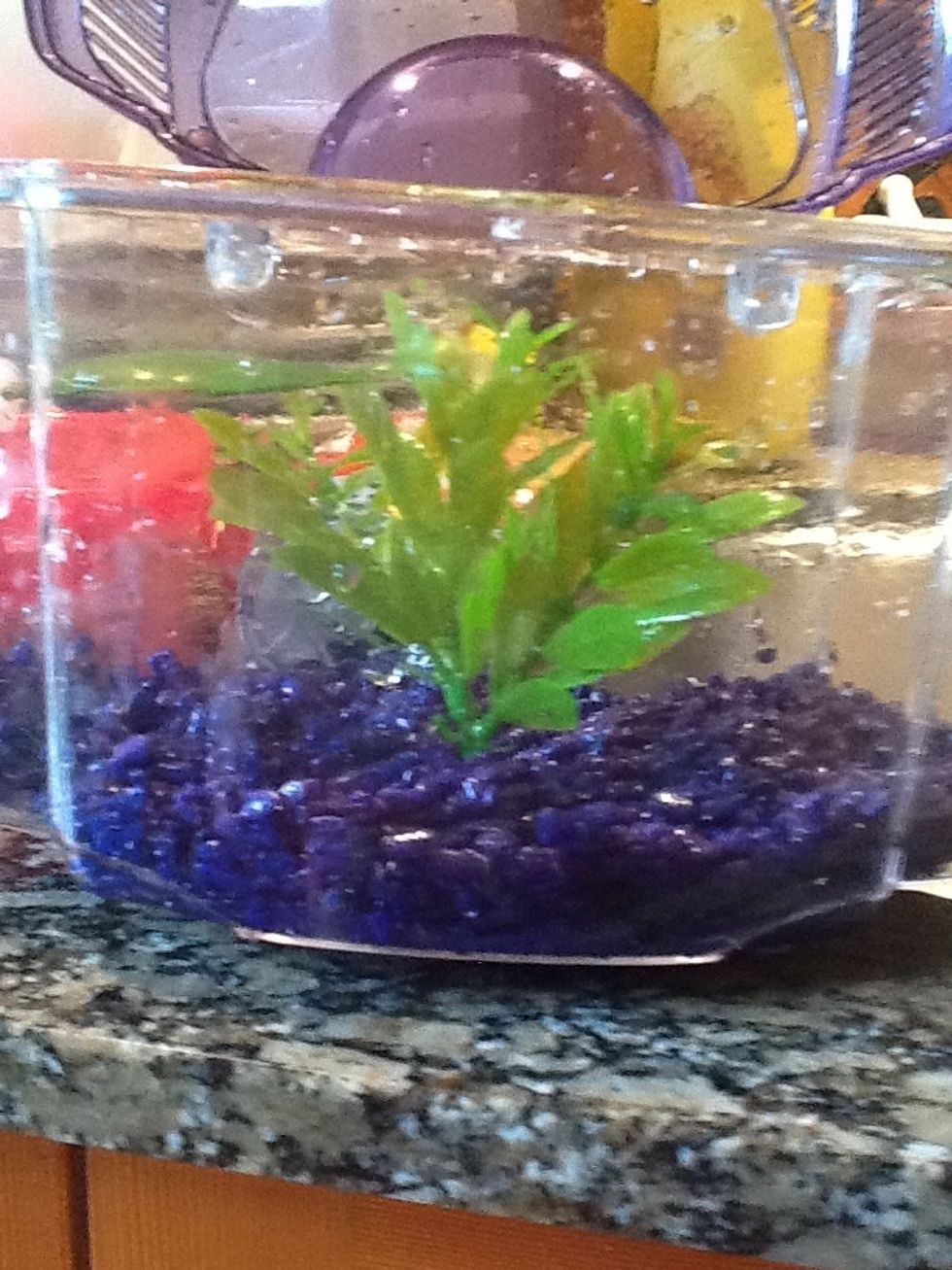 Put rocks and other stuff in the tank