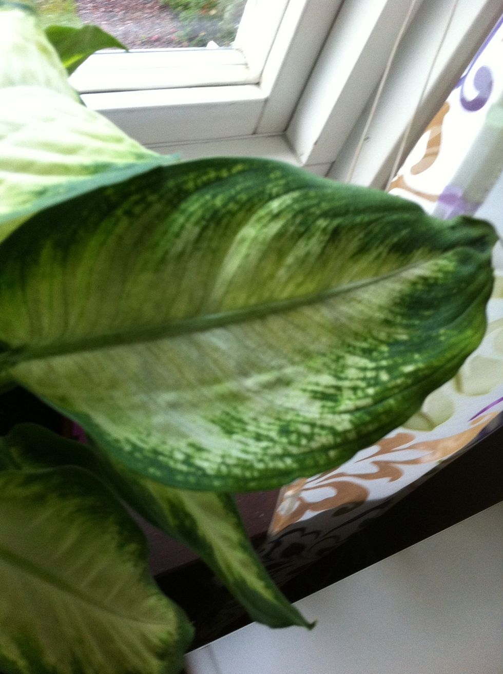 Put the creamy mixture on some leaves and serve it to your guests. I swear, The will love it!!!!