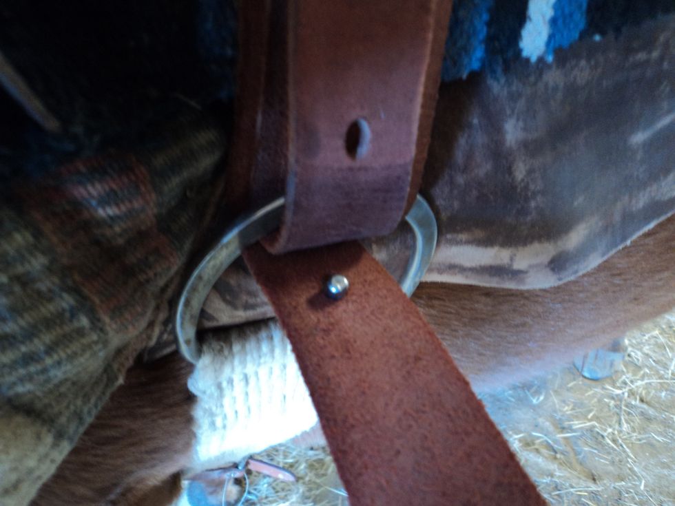 Put the girth strap buckle in the latigos belt hole to where two fingers will fit underneath.