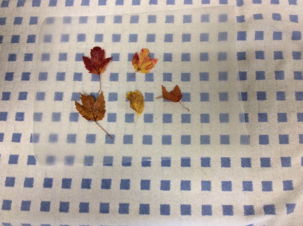 put the leaves that you chose on top of the piece of wax paper.