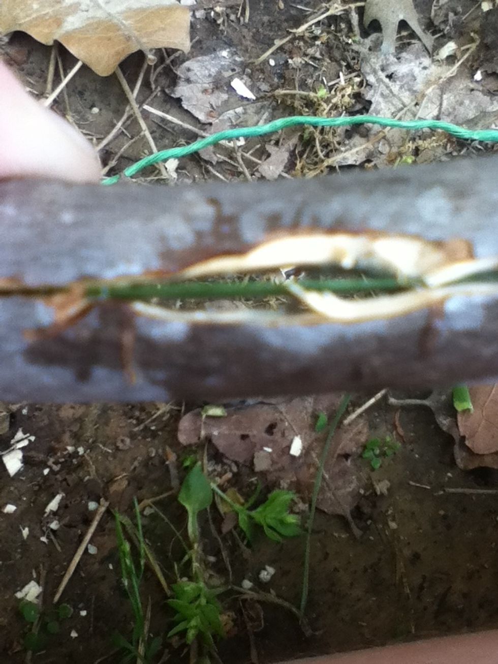 Put the piece of grass in between both pieces of wood.