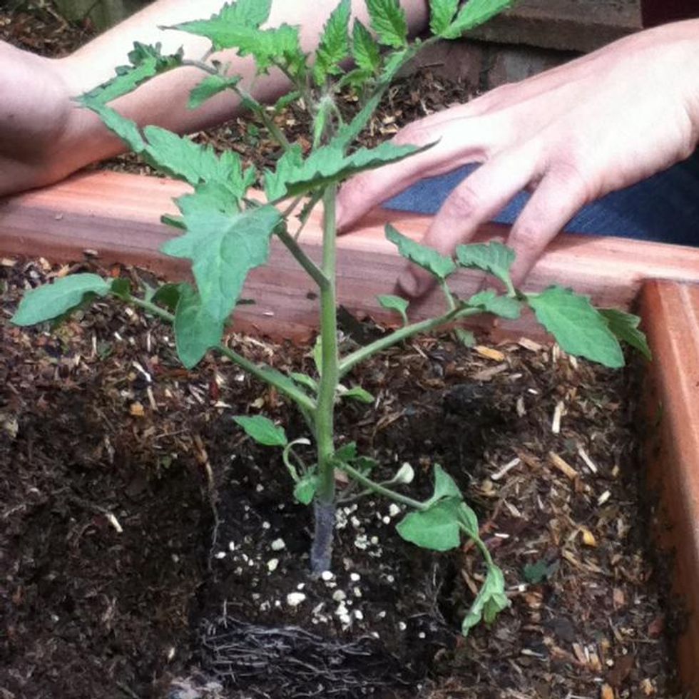 Put the plant in the hole, cover it with dirt and label it so you remember what it is.