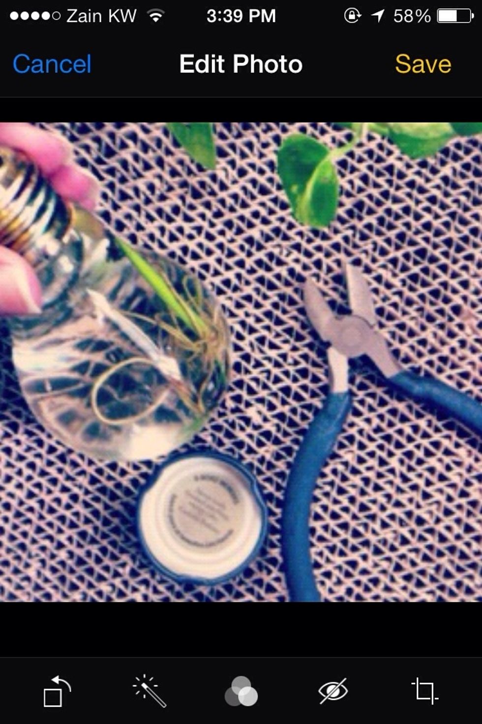 Put the plant of your choice in the empty built then fill it with water. Use the aluminum lid to hold the light bulb still on the table. I used the lid from honest tea bottle.
